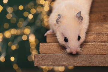 Cute little hamster on tiny wooden steps against blurred lights, closeup. Space for text