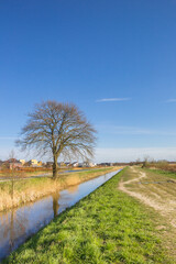 Fototapeta premium Tree standing at the canal in Nature reserve De Onlanden, Netherlands