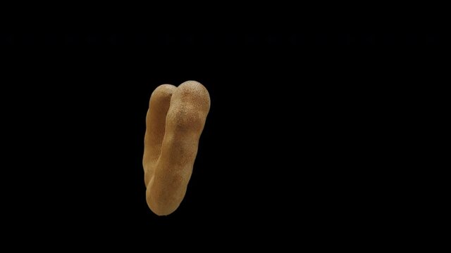 Realistic Tamarind Rotating With Alpha Channel
