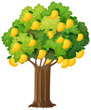 Yellow mango tree isolated on white background