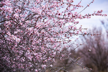 Spring blossom background. Beautiful nature scene with blooming tree. Spring flowers