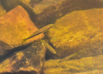 Fish swimming in the garden pond.