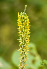 Yellow sweet clover (Melilotus officinalis) flower