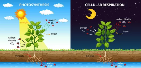 Foto op Canvas Diagram met proces van fotosynthese en cellulaire ademhaling © GraphicsRF