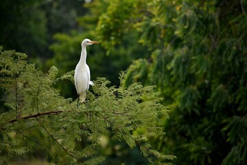 White crane sitting on the tree branch