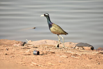 Bronze Winged Jacana (Metopidius indicus) bird in Chhattisgarh, India