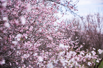 Spring blossom background. Beautiful nature scene with blooming tree. Spring flowers