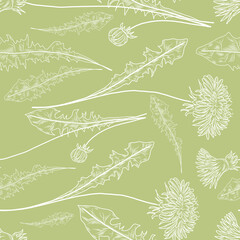 Seamless floral pattern with dandelion herbs