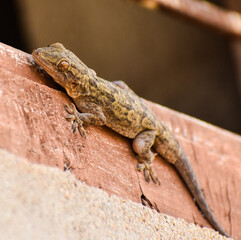 Oriental Garden lizard (Calotes versicolor).