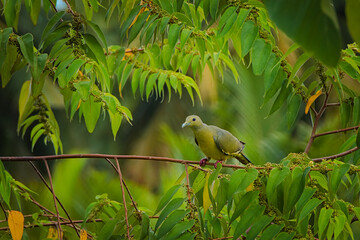 Pink Necked pigeon Female perched on a tree