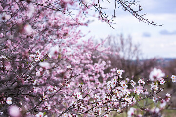 Spring blossom background. Beautiful nature scene with blooming tree. Spring flowers