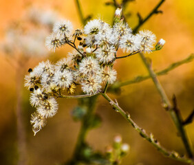  lilac tasselflower or cupid's shaving brush (Emilia sonchifolia) flower
