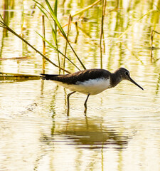 Green sand pipper bird ( Tringa ochropus) in wet area searching for food.