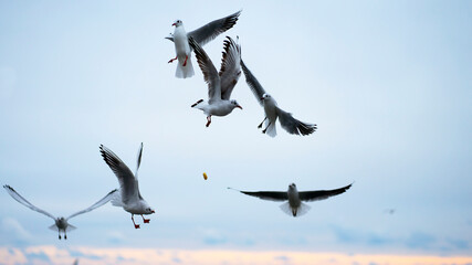 Seagulls soaring in the sky, fighting for food. Image with selective focus