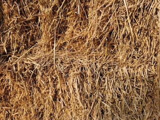 Dried rice straw is used as a background image