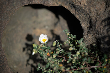 natural flower in the mountain