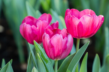 Close up flowers background. Amazing view of colorful tulip flowering in the garden at sunny summer or spring day