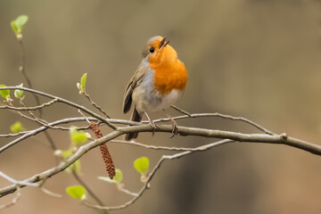 European Robin in Frankfurt
