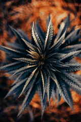 cannabis indica plant top view