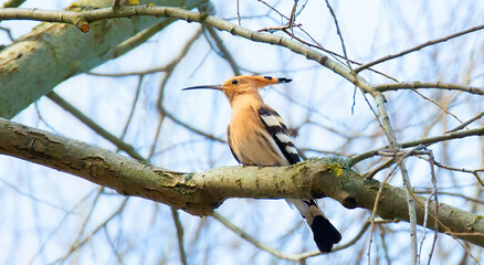 Beautiful Hoopoe sitting on a branch and resting.