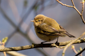 Chiffchaff