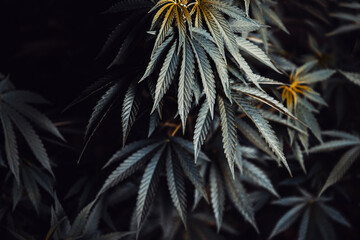 background of cannabis plant leaves
