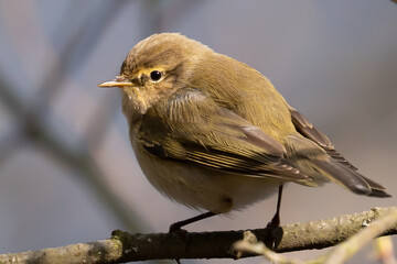 Chiffchaff