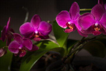 Fototapeta na wymiar Violet orchid flower on dark background