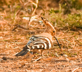 Eurasian Hoopoe or Common hoopoe (Upupa epops) walking on the field.