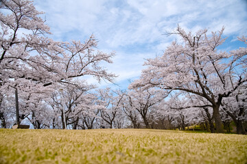 福島県郡山市の逢瀬公園と満開の桜
