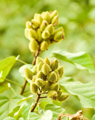 Imature Bixa orellana (Achiote tree) or lipstick tree fruits and pods