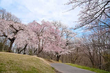 福島県郡山市の逢瀬公園と満開の桜