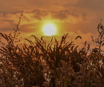 Beautiful shot of a Desho grass Pennisetum pedicellatum with the sun at evening sunset time 