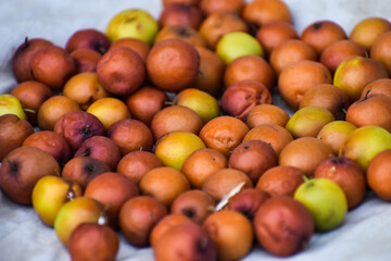 Ziziphus mauritiana, also known as Indian jujube, Indian plum, Chinese date, Chinee apple and dunks