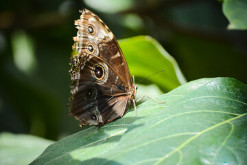 Close-up colorful butterfly. Butterfly in a natural park.