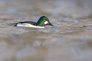 A male adult goldeneye (Bucephala clangula) swimming in a lake on a sunny cold day.