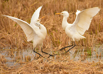 Great White Egrets fighting for hunting in the field.