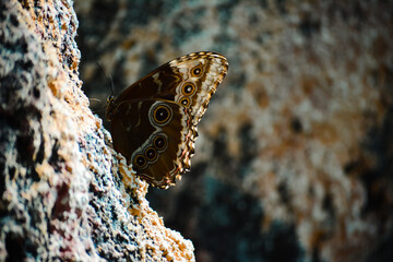 Awesome harmony of stone and butterfly.