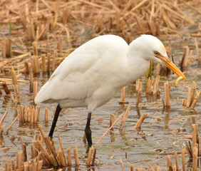 Obraz premium Great Egrets eating worm 