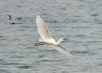 Great white egret flying above the lake water