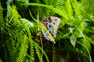 A gorgeous blue butterfly. The wonder of nature. A butterfly alone. Close up.