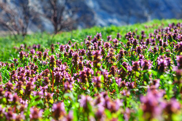 Obraz premium Colorful wild flowers growing on the meadow . Early Spring Blooming