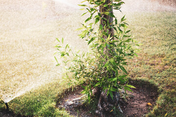 Photo of a Lawn Sprinkler. Automatic watering lawns. Gardening.