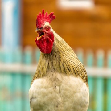 Angry rooster look and open mouth. The bird screams and looks close-up