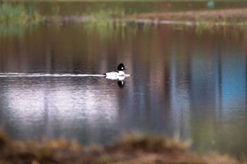 wild duck swims at morning with reflection