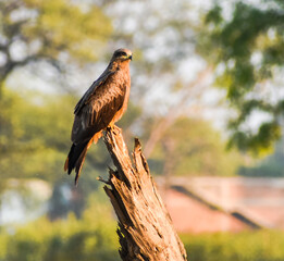 Red-Tailed Hawk sitting on a tree stump