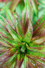 Green plant with water drops after rain texture background