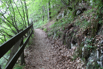 Easy trail in the forest near Folgaria, Italy