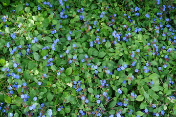 Small blue flower field