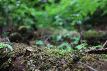 Moss on tree in forest close up